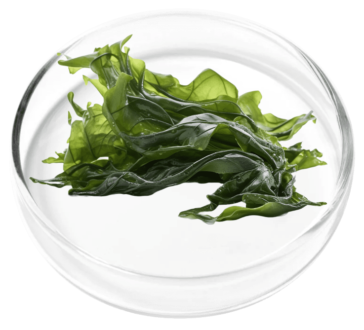 Aquamin Algae